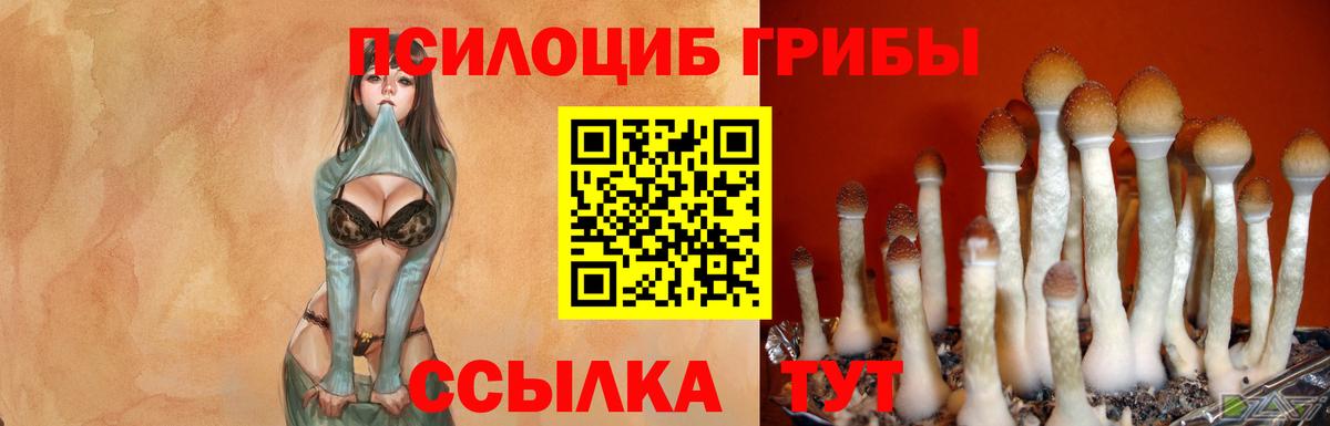 Галлюциногенные грибы Psilocybine cubensis Кыштым